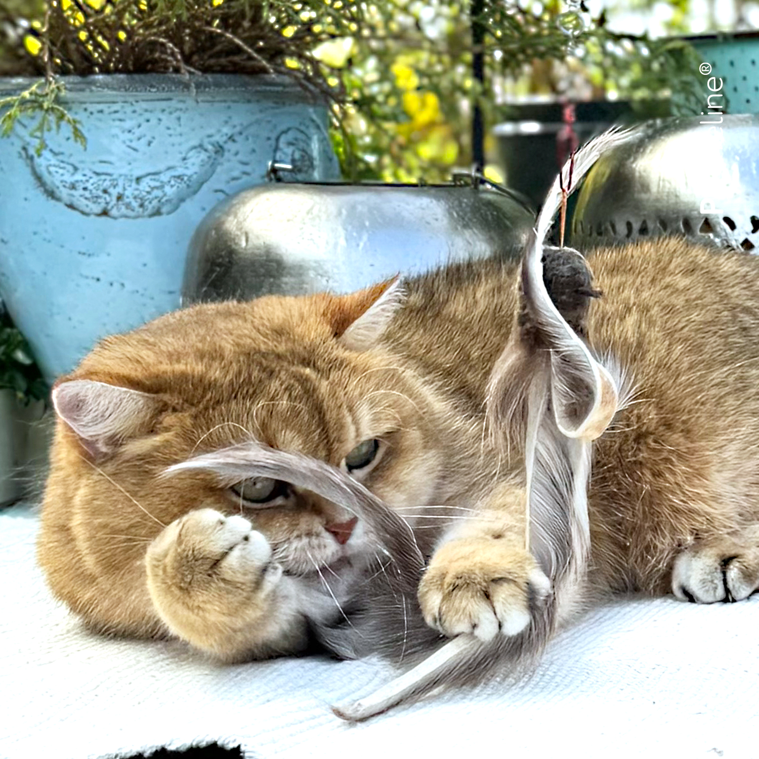 Fur Shaglet Anhänger Katzenshop für Katzenspielzeug Fur Shaglet