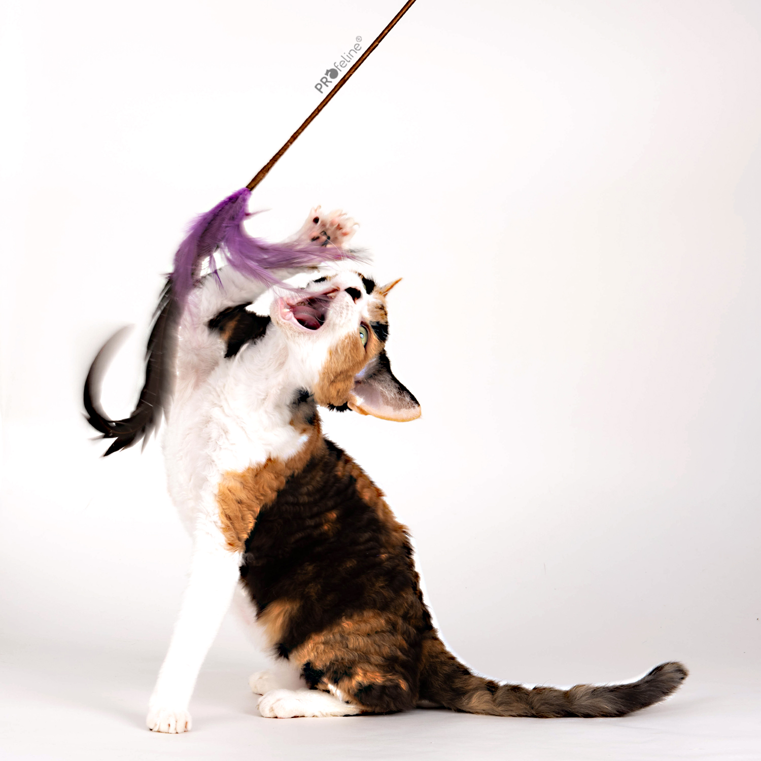 Katzen Federstab Whisper Rooster Katzenspielstab der Katzen begeistert