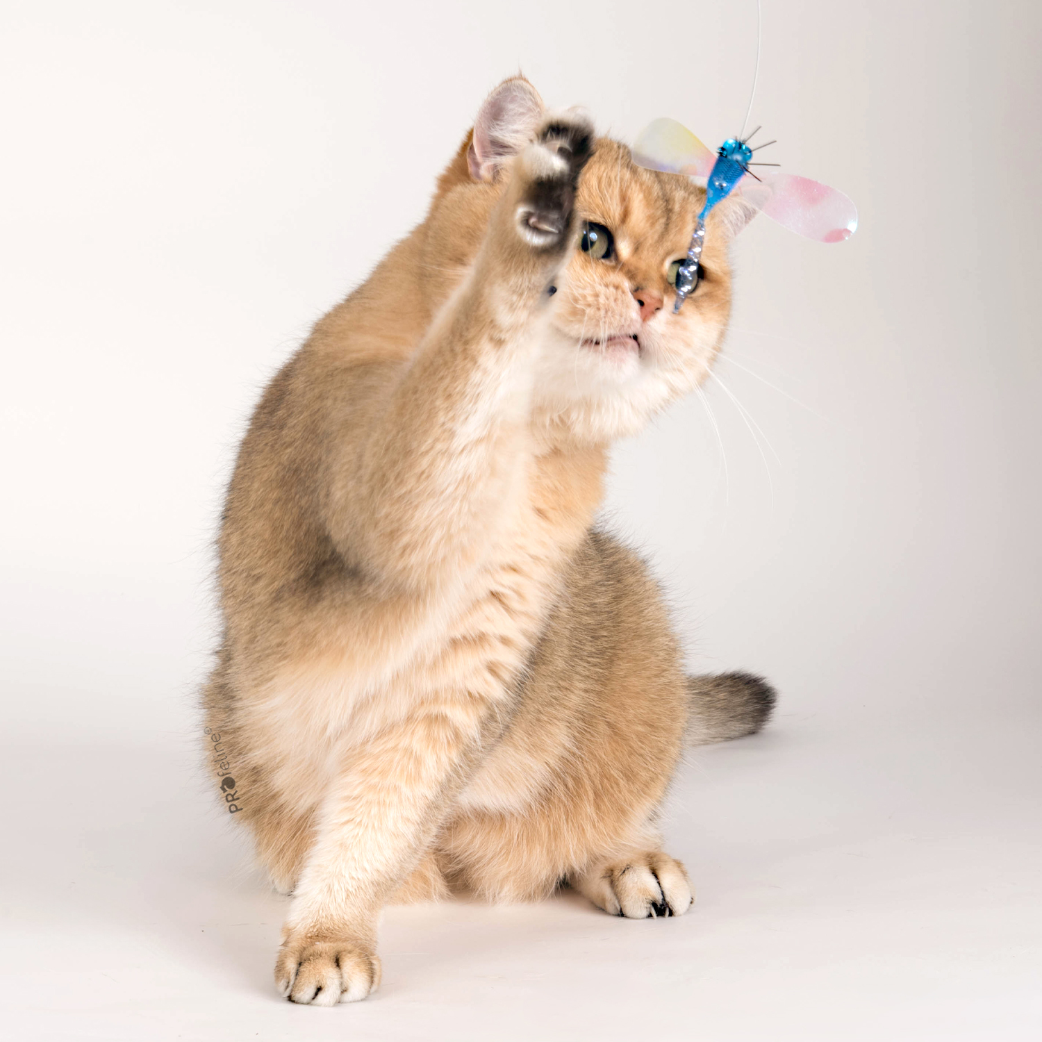 Katzenangel Anhänger leichte, schillernde  Libelle