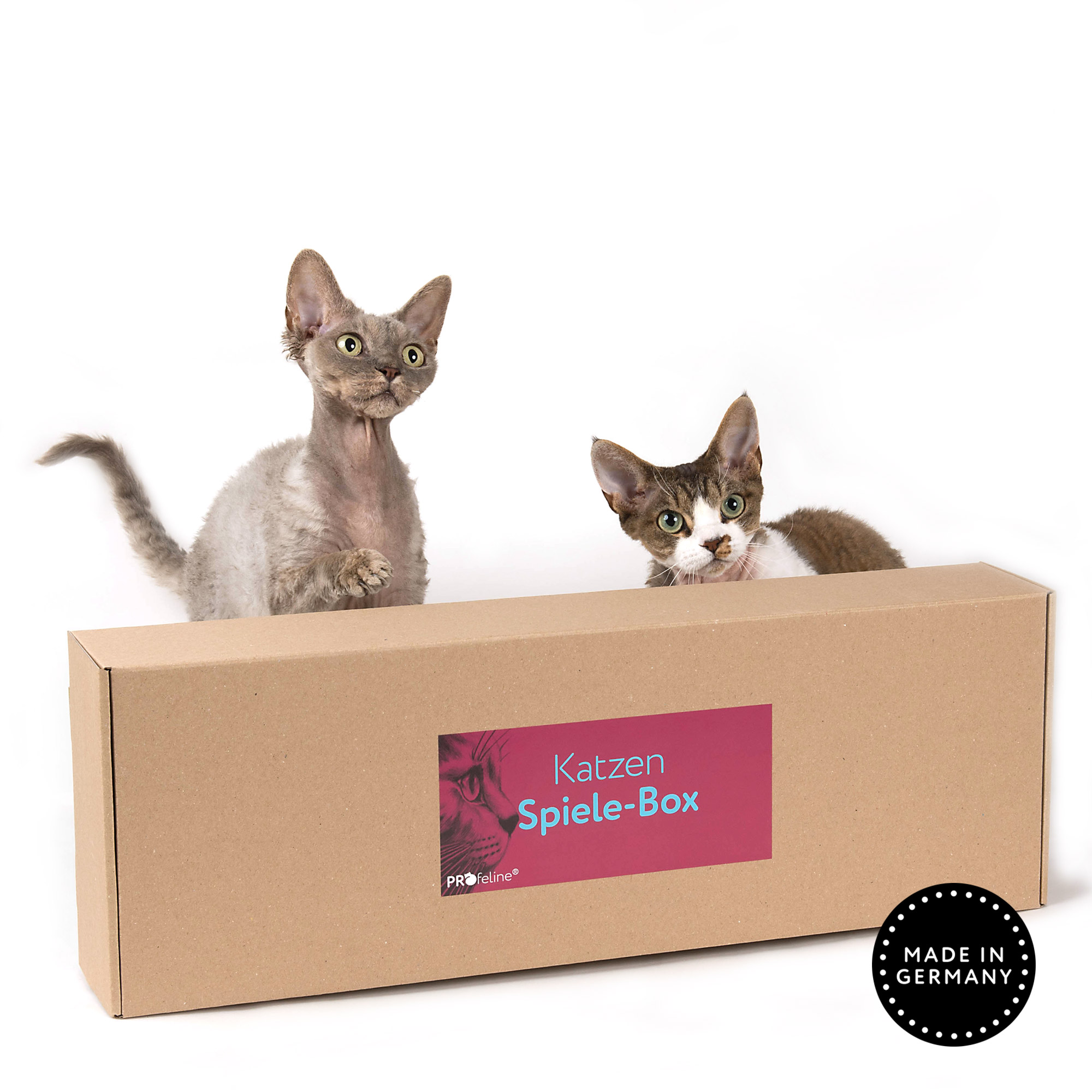Katzen Überraschnugs Box angebot