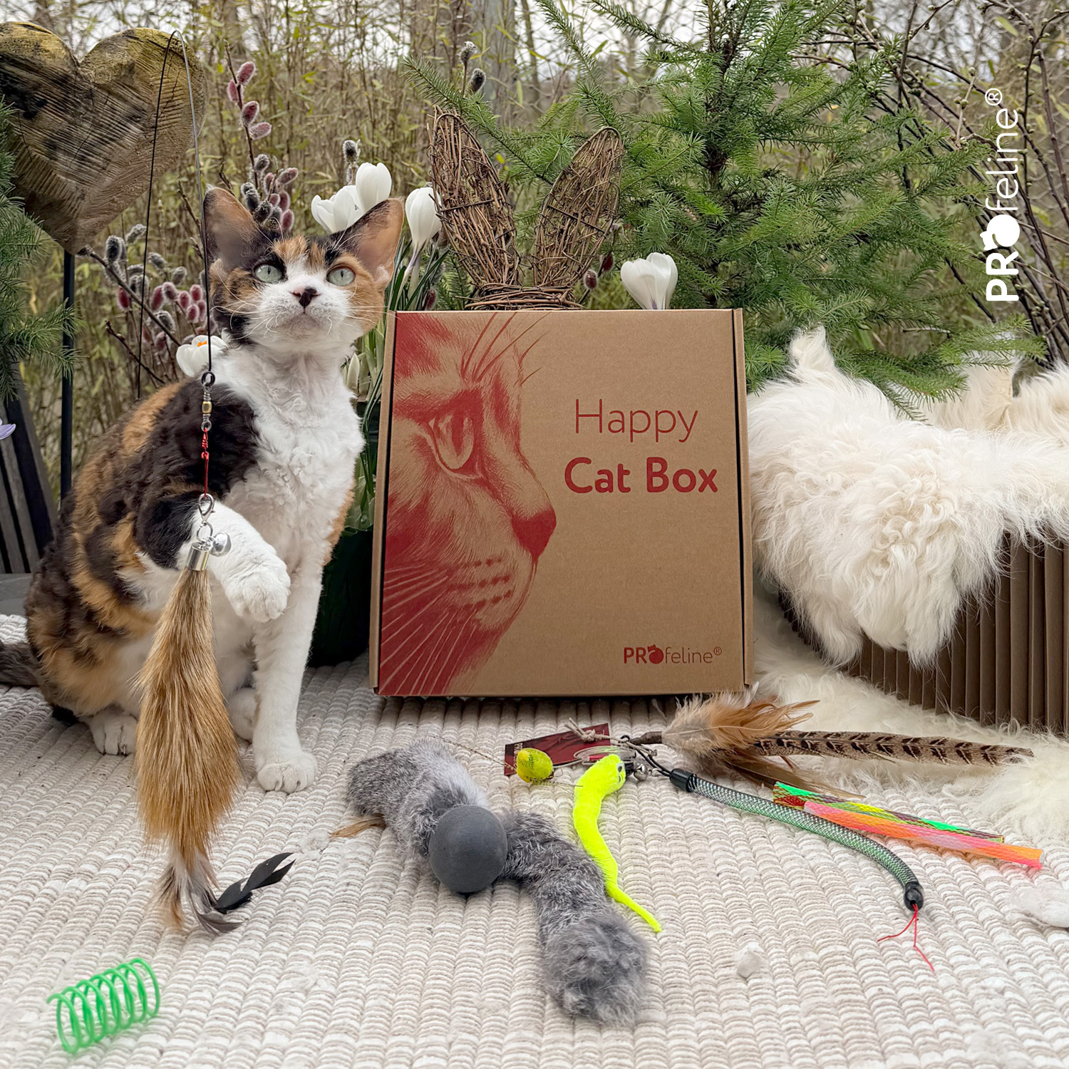 Katzen Spielzeug Box Interaktiv und Selfplay