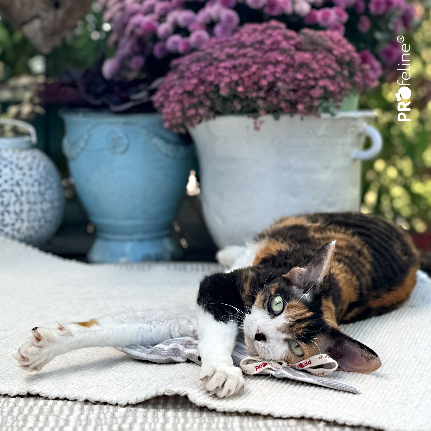 Katzenspielzeug Bio waschbar Sir Mouselot