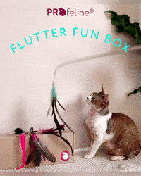 Katzenangel-Set - Flutter Fun Katzen Box Katzenangel mit Federn