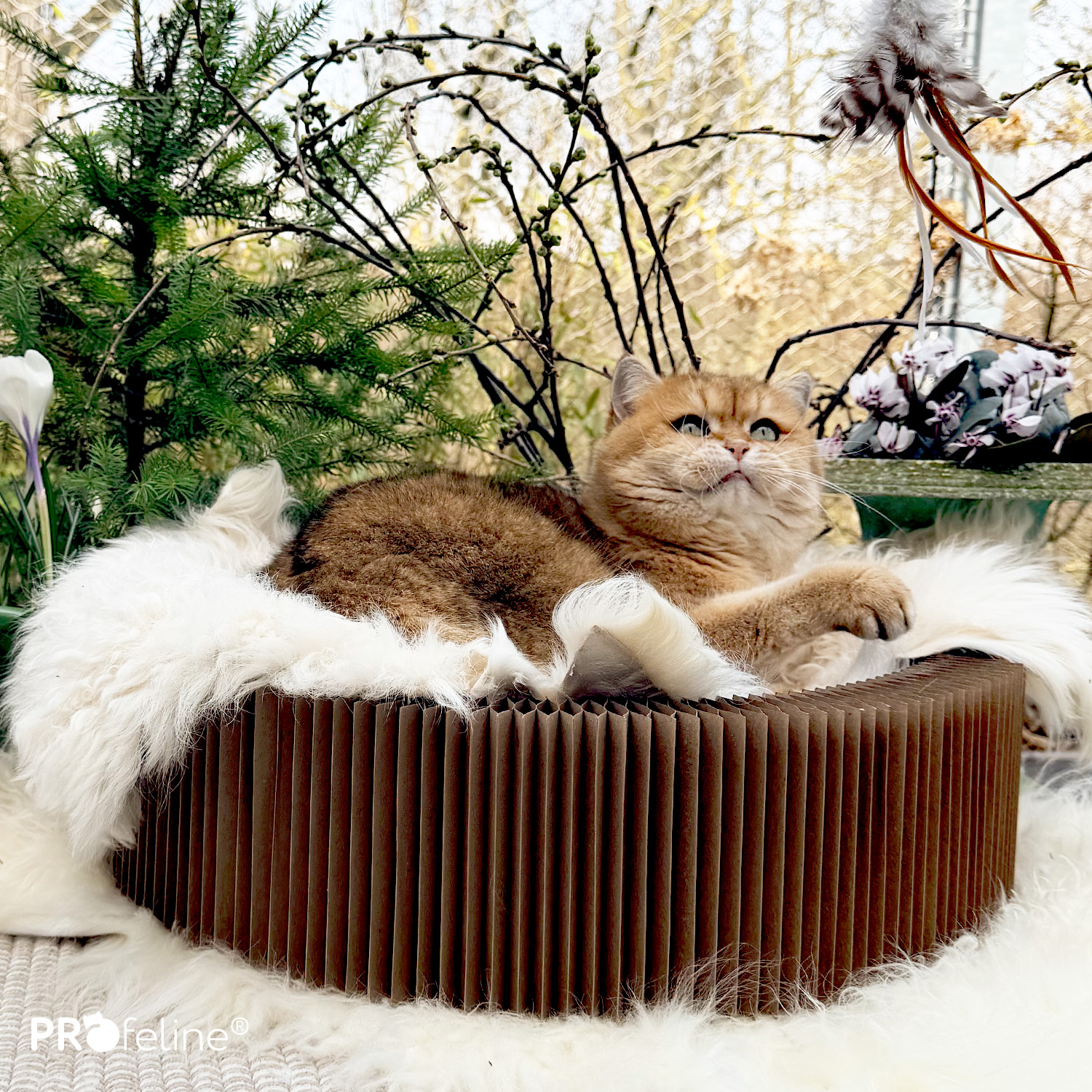 Katzenbett Accordeon