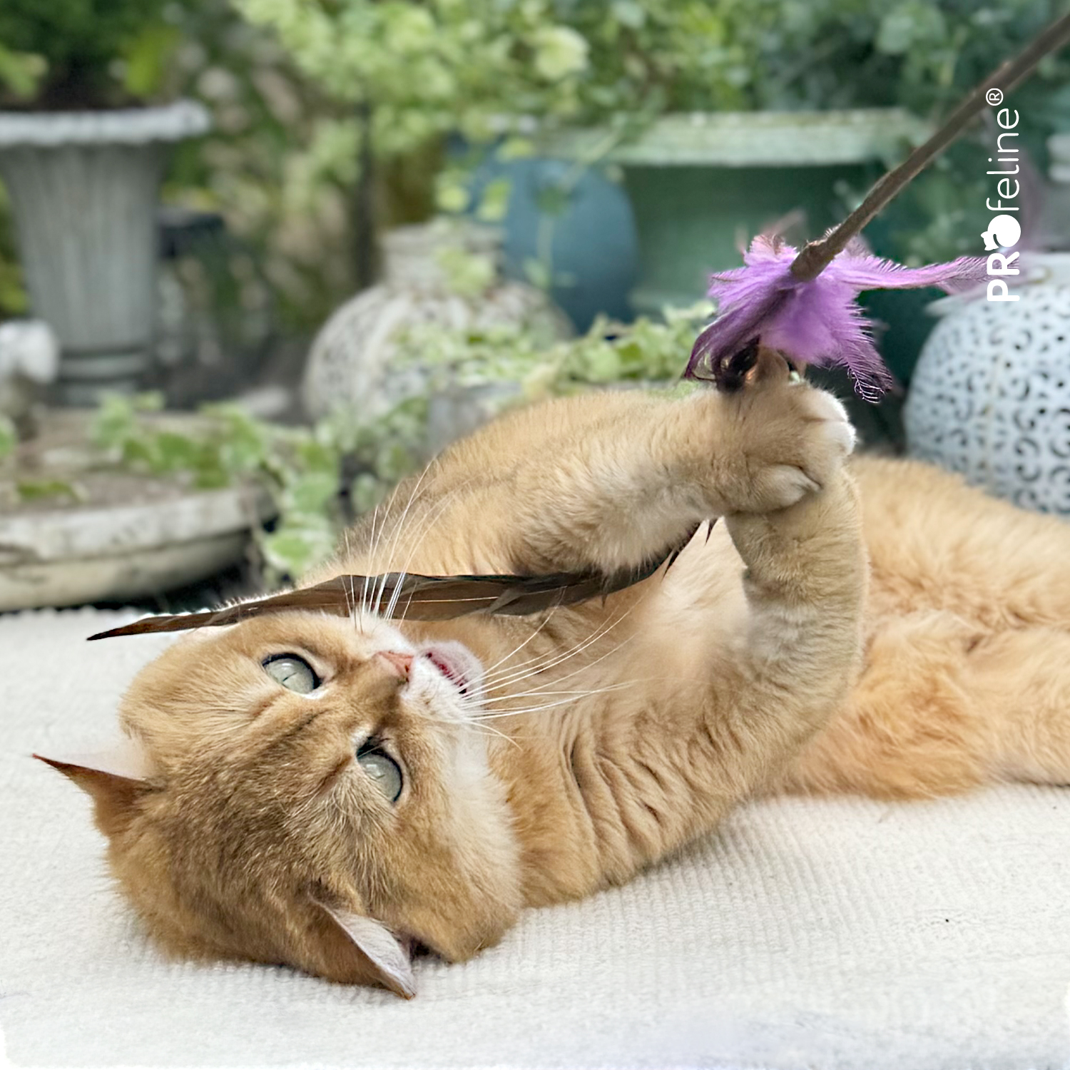 Katzen Federstab Whisper Rooster Katzenspielzeug Federstab beliebt