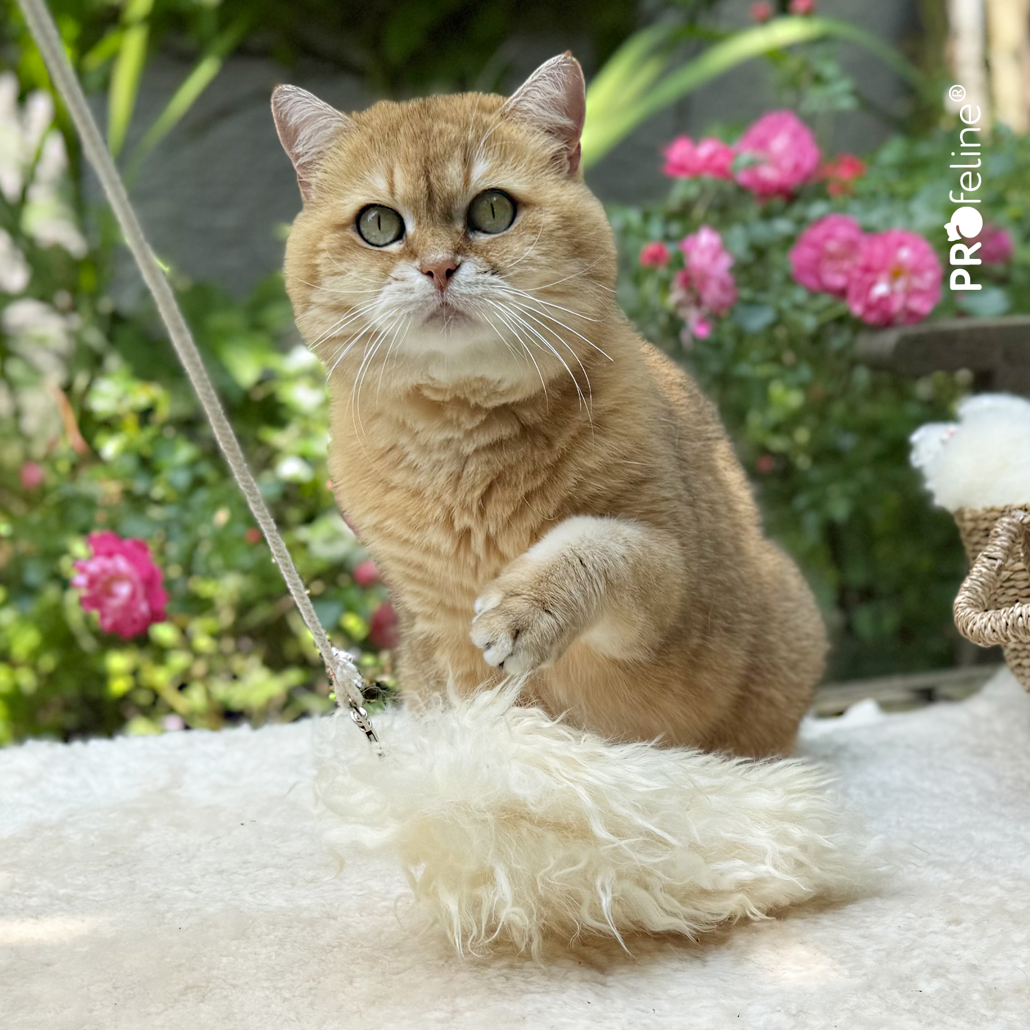 Iceland Lambskin Refill for Cats