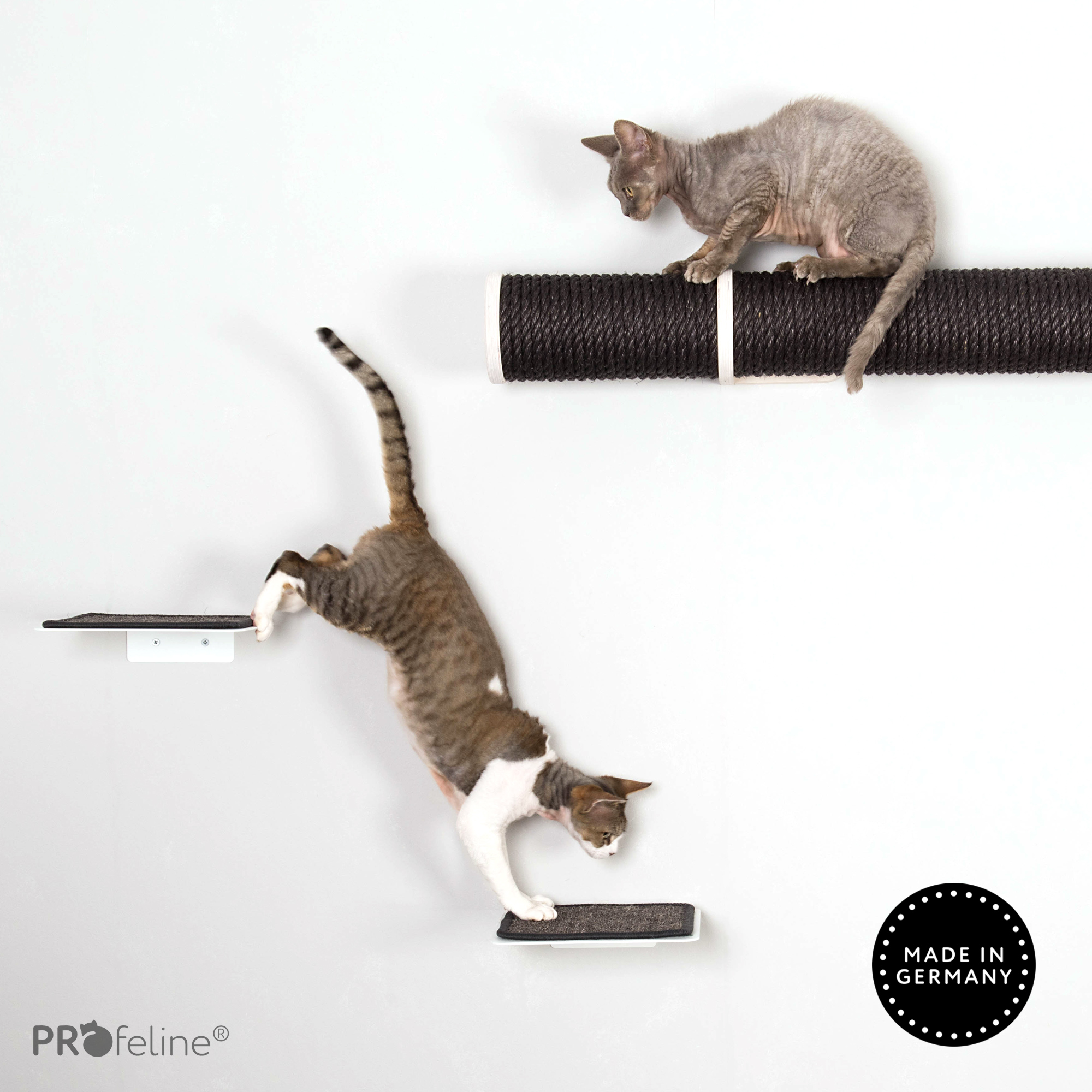 Katzenzimmer Wandgestaltung schwarz