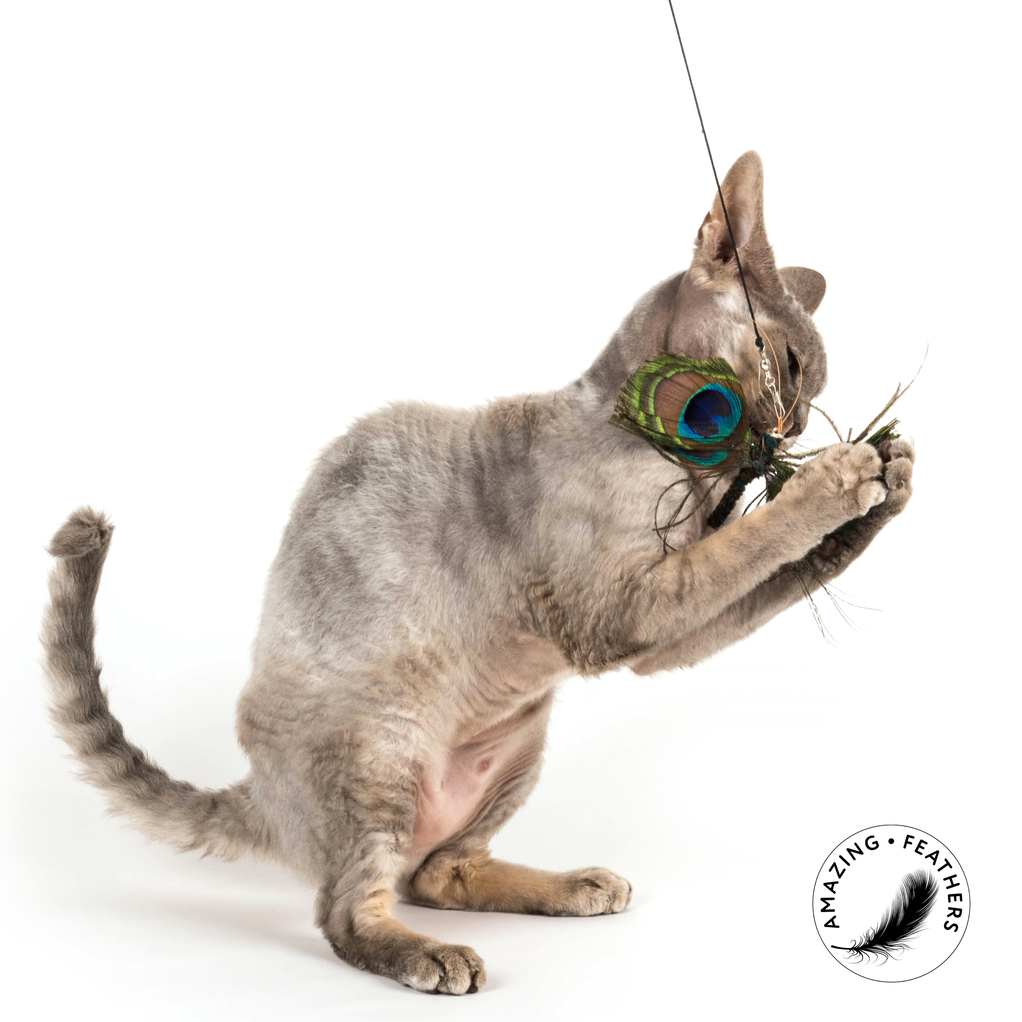 cat-toys-papillon-peacock-refill-SP195PC-katze
