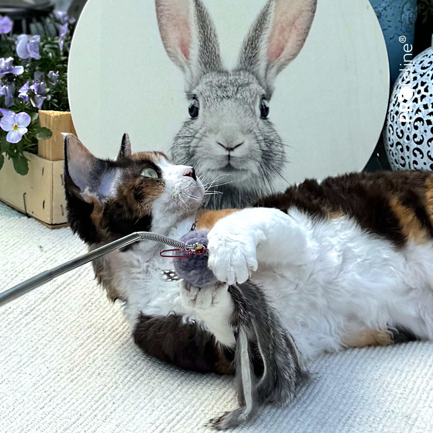 WiggleFur Anhänger Katzenshop für Katzengeschenke
