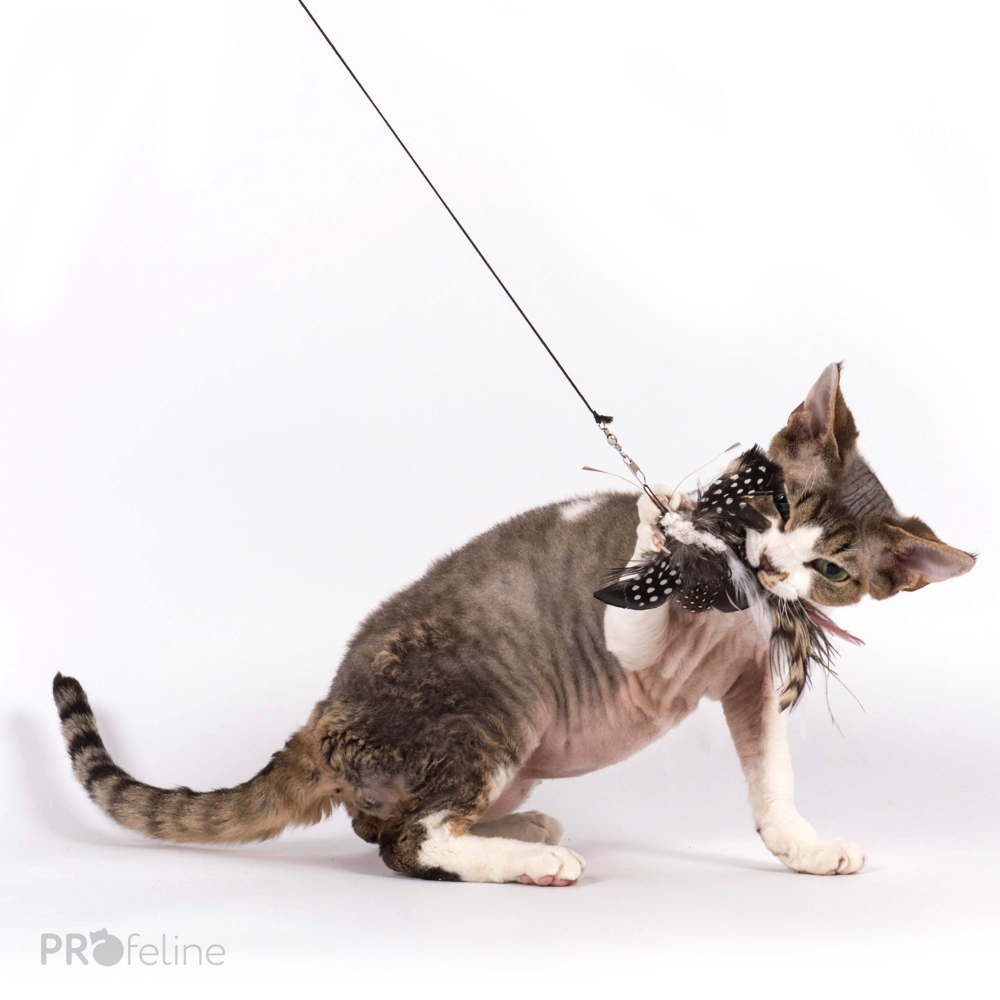 cat-toy-refill-SP195BF-exotic-butterfly-lilly