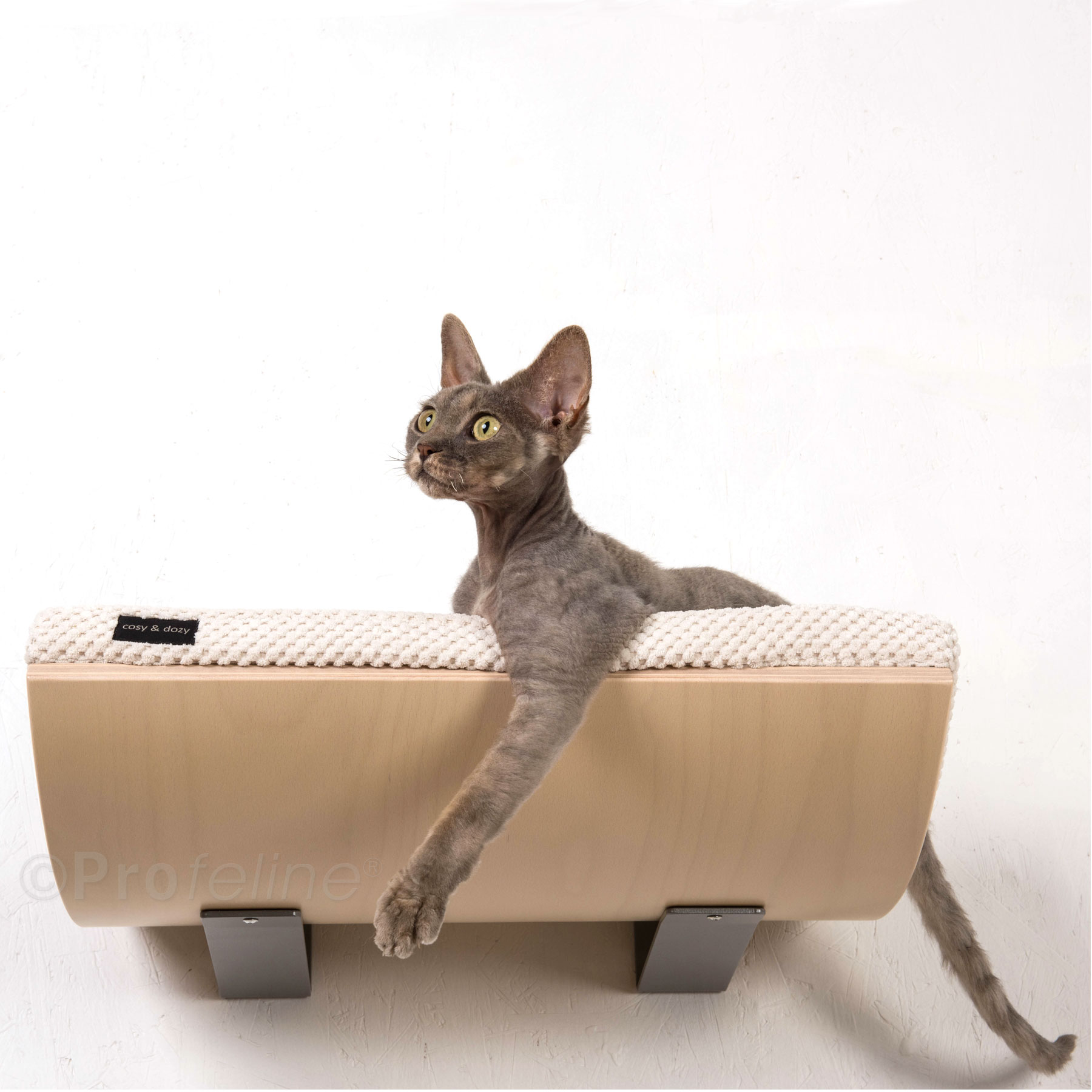 cat_chill_cosy_dozy_maple Maple