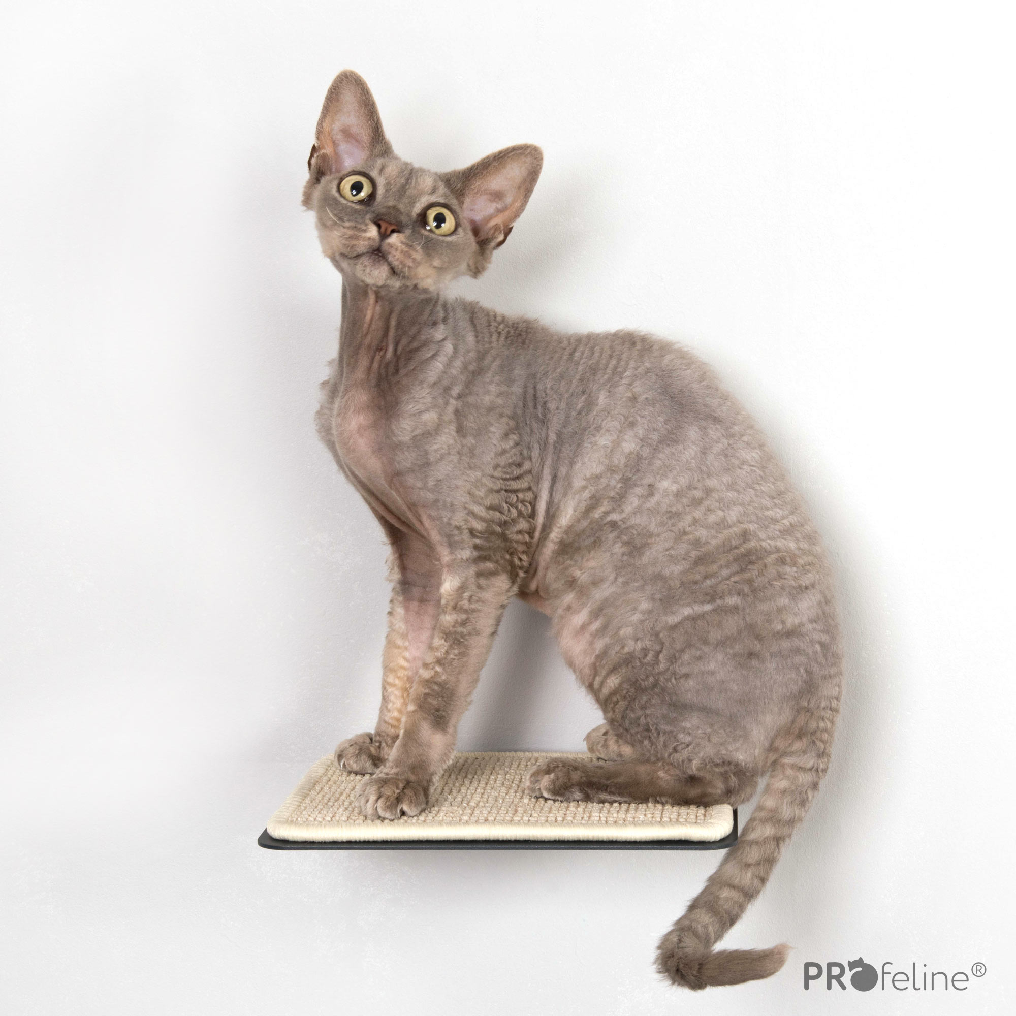 treppenstufe-step-lucy-balu-anthrazit-sisal-creme Anthrazit, Sisalteppich Creme