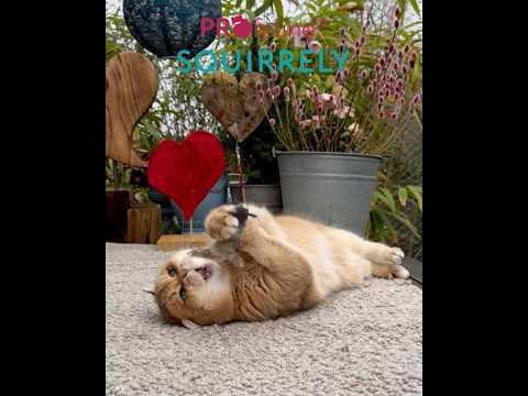 Profeline - Squirrely Anhänger