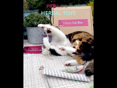 Profeline Happy Cat Box - HerbalToys Profeline Happy Cat Box - HerbalToys