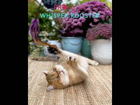 Katzen Federstab Whisper Rooster